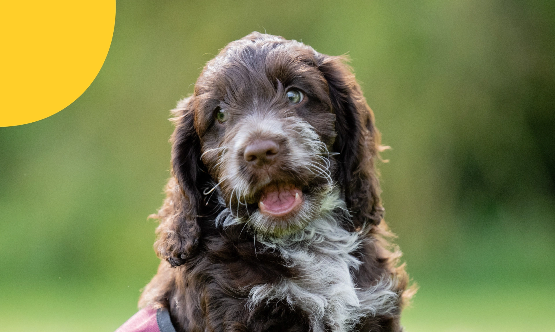 Brown and white Cockapoo puppy sitting in oversized Hearing Dogs jacket