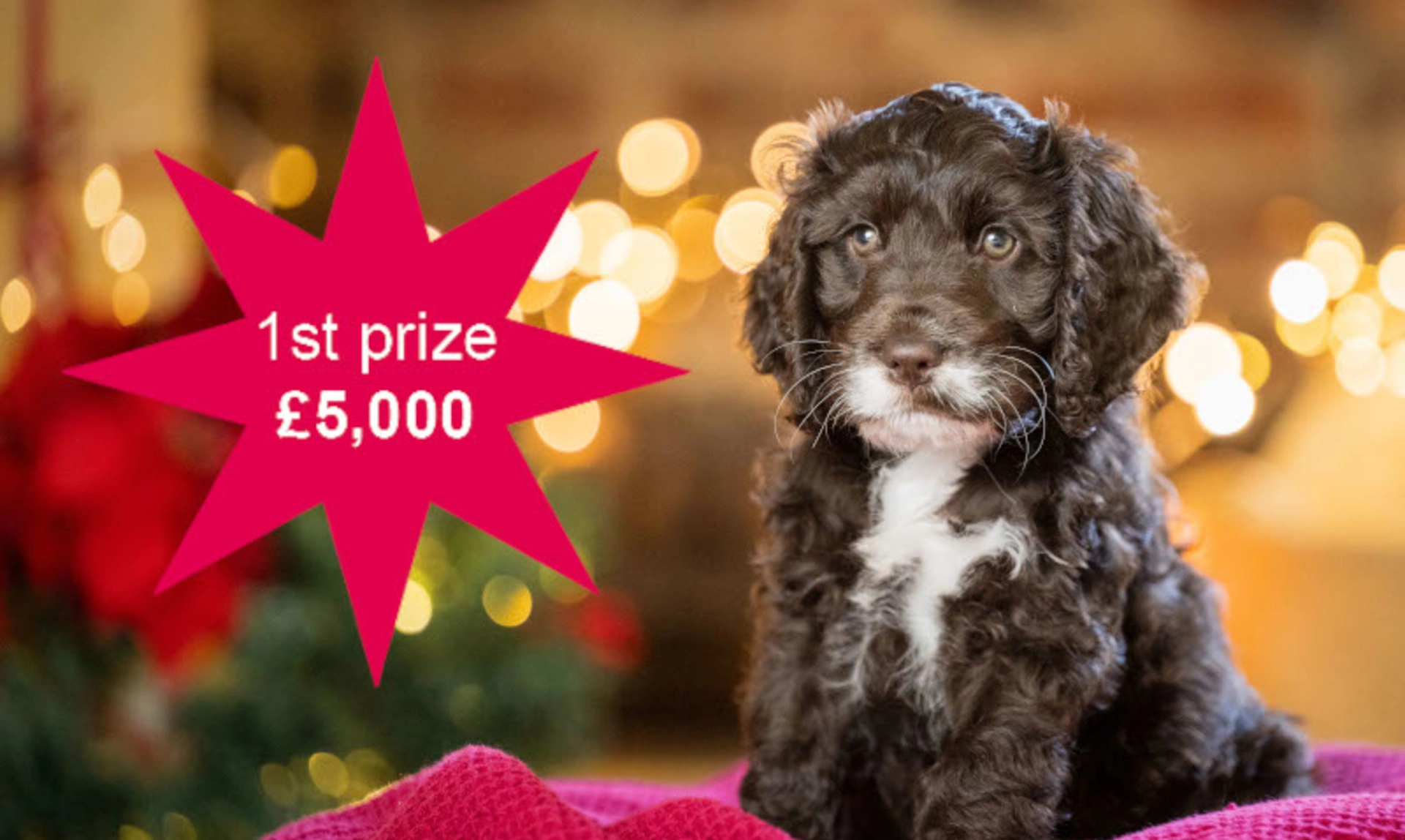 A brown and white puppy sitting on a bugundy blanket with christmas lightes in the background. A star is to the left of the puppy with the text 1st prize £5000