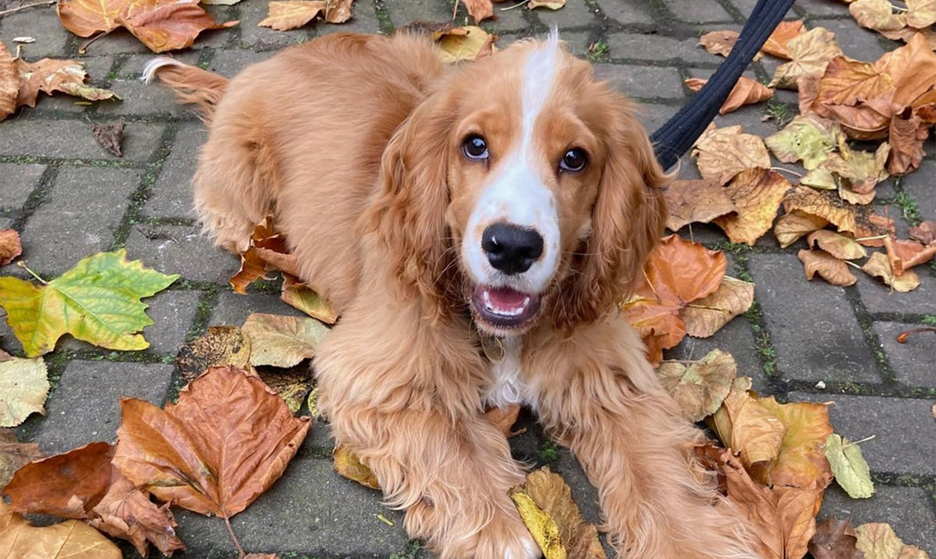 Golden Spaniel lying down in Autumn leaves