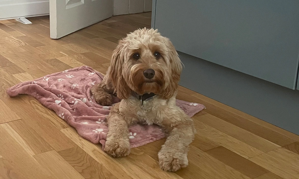 Golden Cockapoo settling on blanket