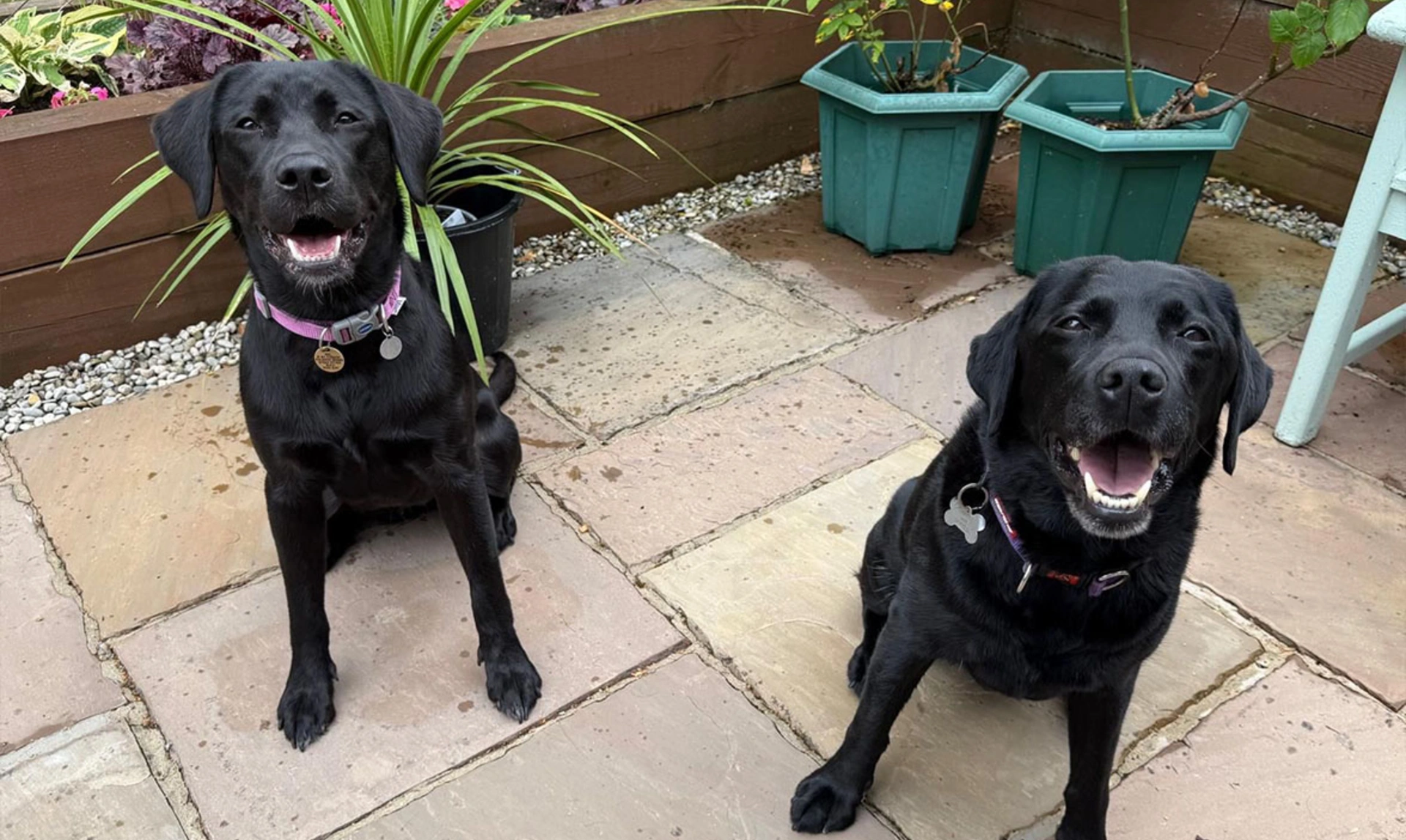 Two black Labradors sitting on patio
