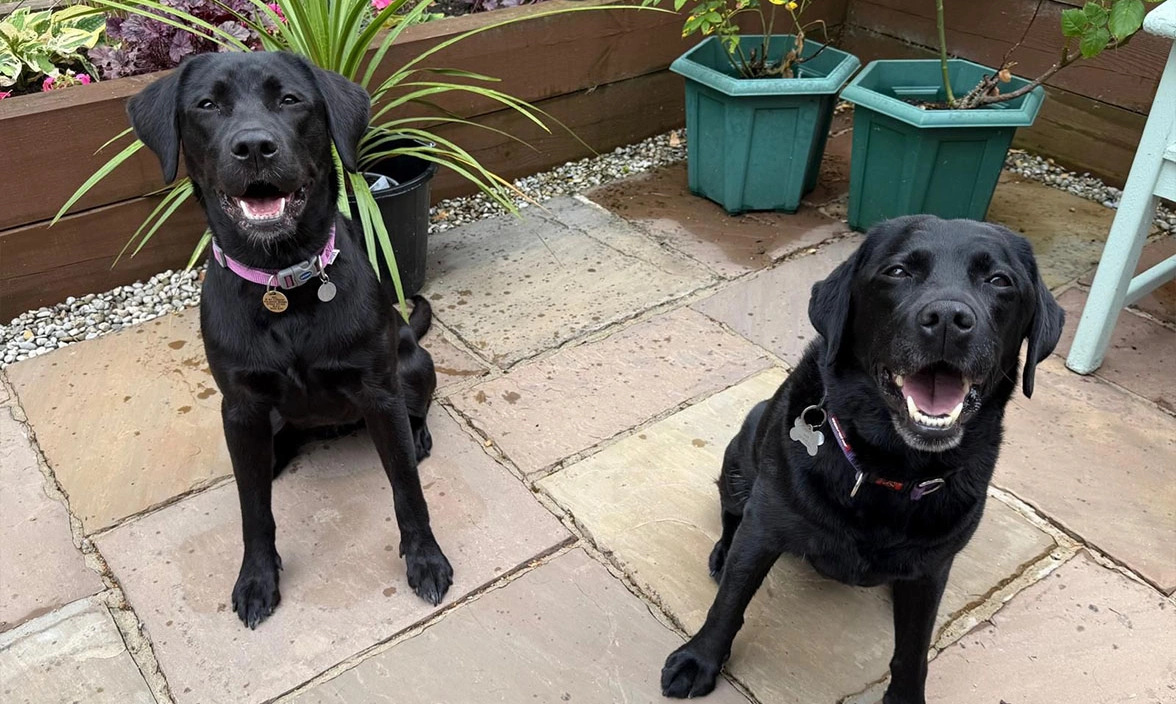 Two black Labradors sitting on patio