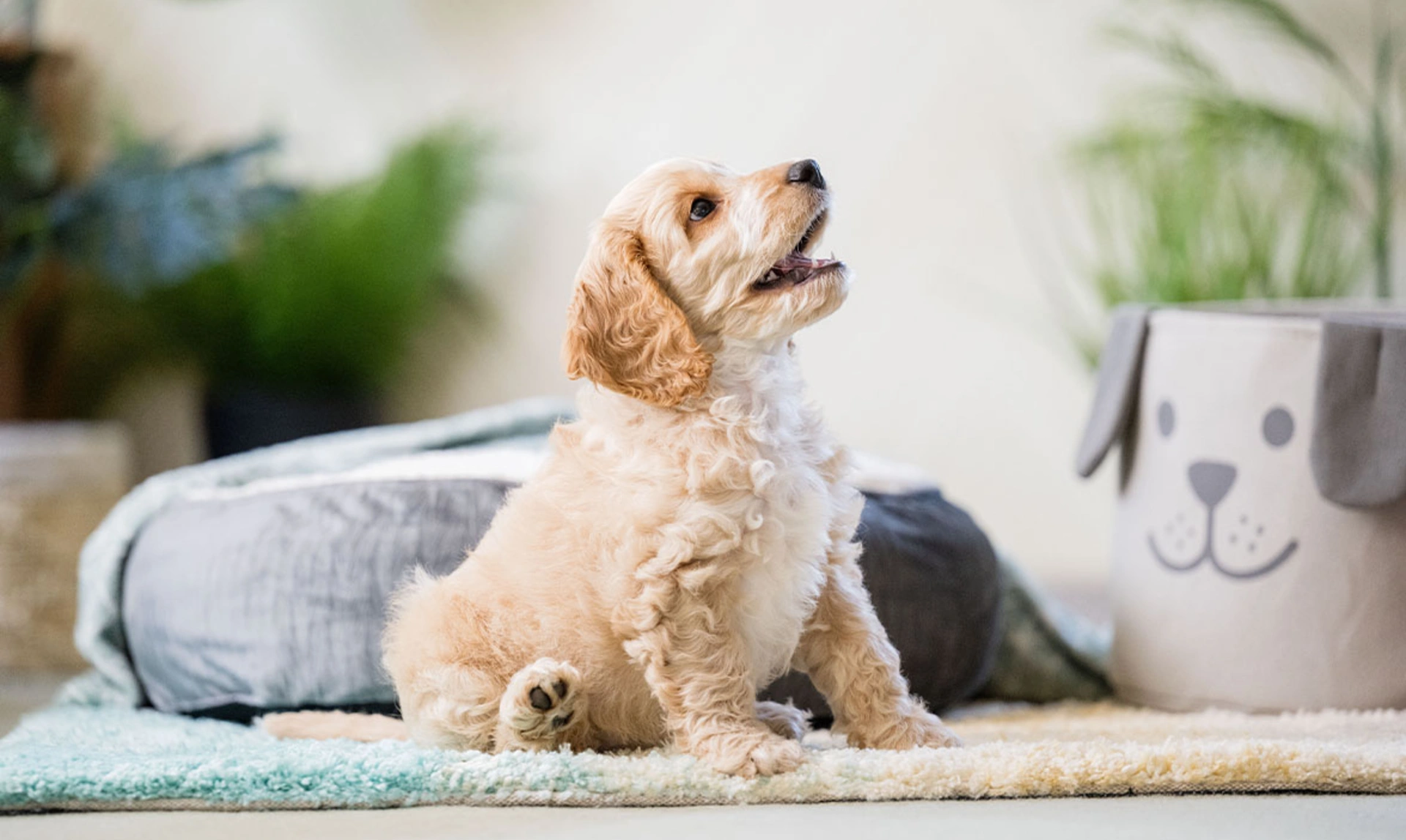 Golden Cockapoo puppy sitting looking up