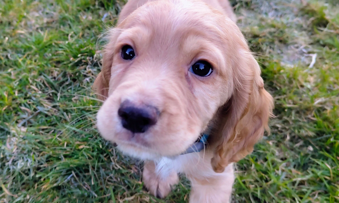 Golden Cocker Spaniel puppy walking through grass