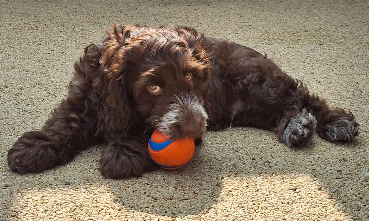 Brown Cockapoo puppy with ball