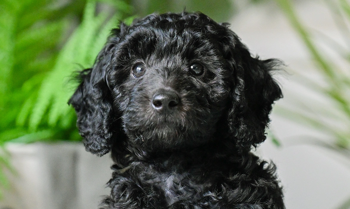 Close up of a black miniature poodle puppy