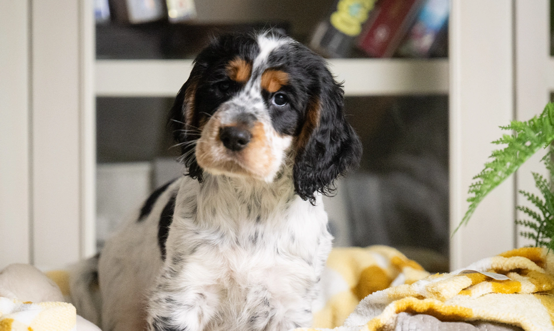 Cocker spaniel Iggy is sitting in a dog bed with a yellow and white blanket. His is looking at camera and there is a bookcase in the background.