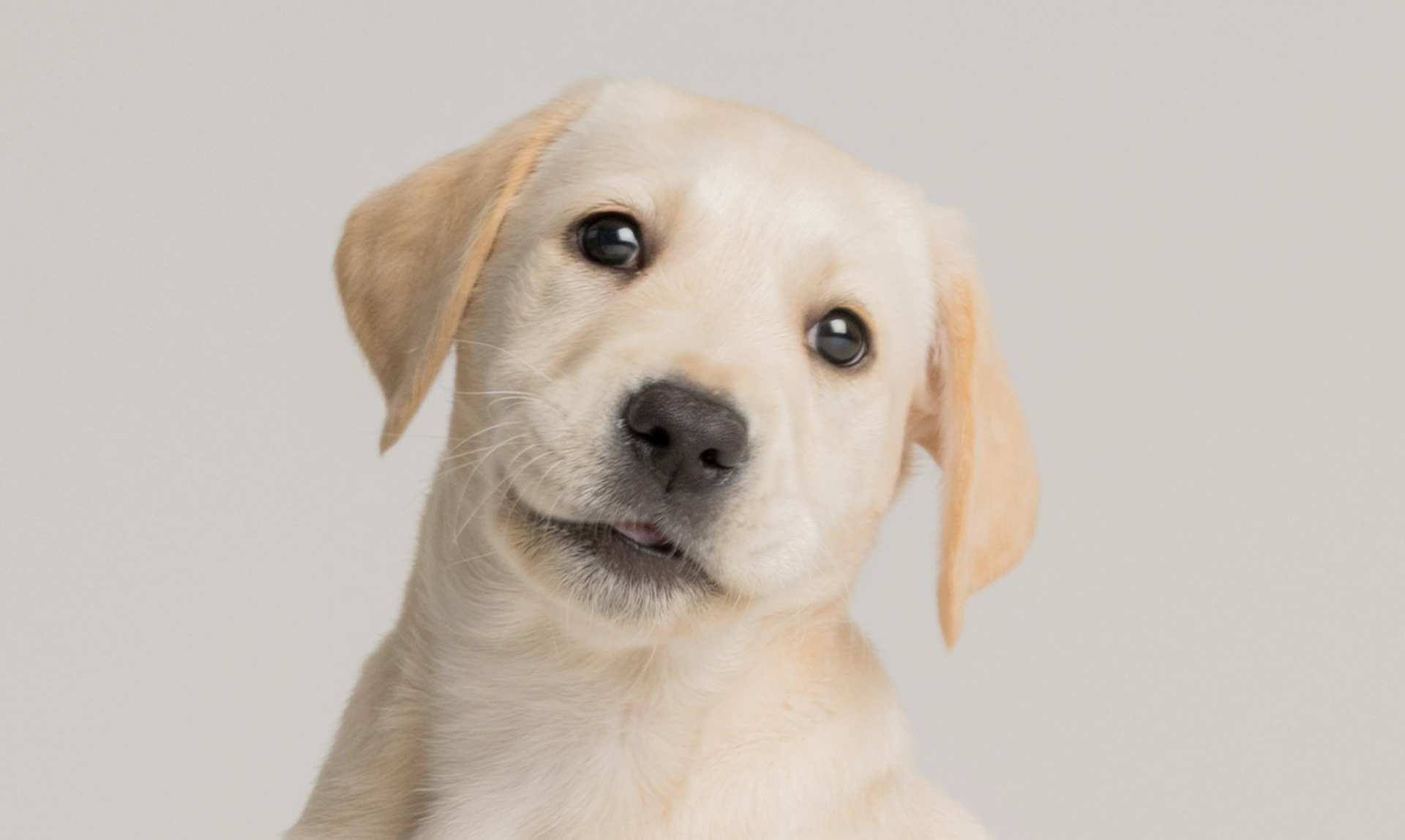 A head shot photo of white labrador Joey, his head tilted slightly to the side