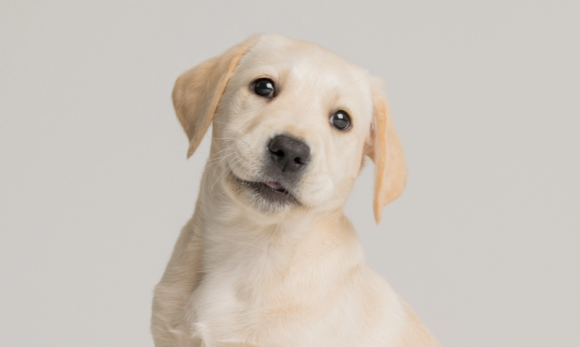 Yellow lab Joey photographed portrait style against a plain grey background. His head is tilted to the side.