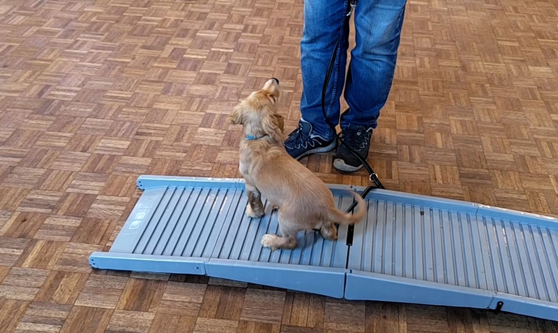 Golden spaniel puppy sitting on platform