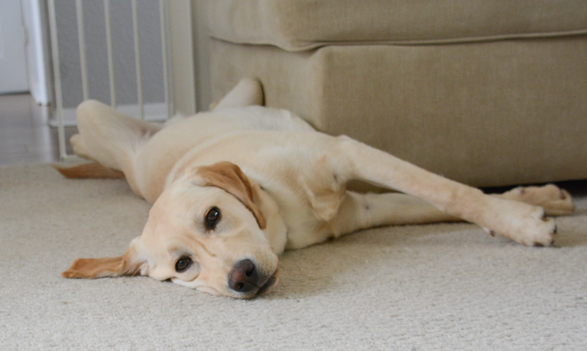 Yellow Labrador stretching on carpet