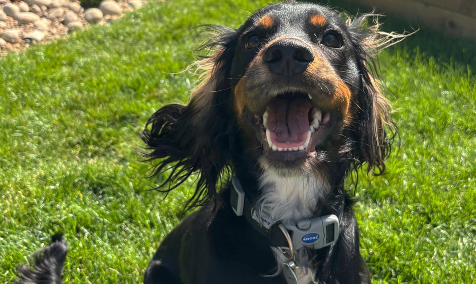 Black and tan spaniel looking very happy