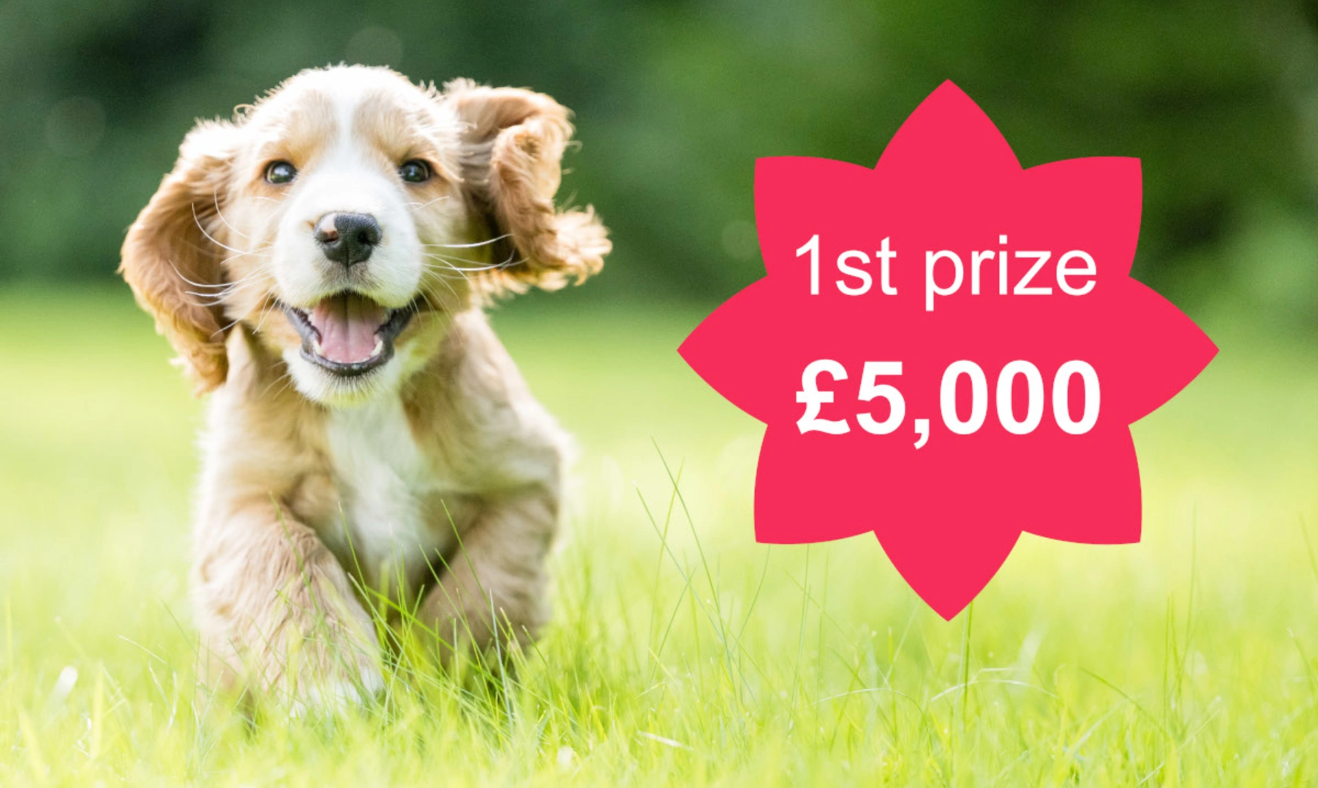 A puppy running excitedly towards camera in a field of grass. Text reads 1st prize £5,000