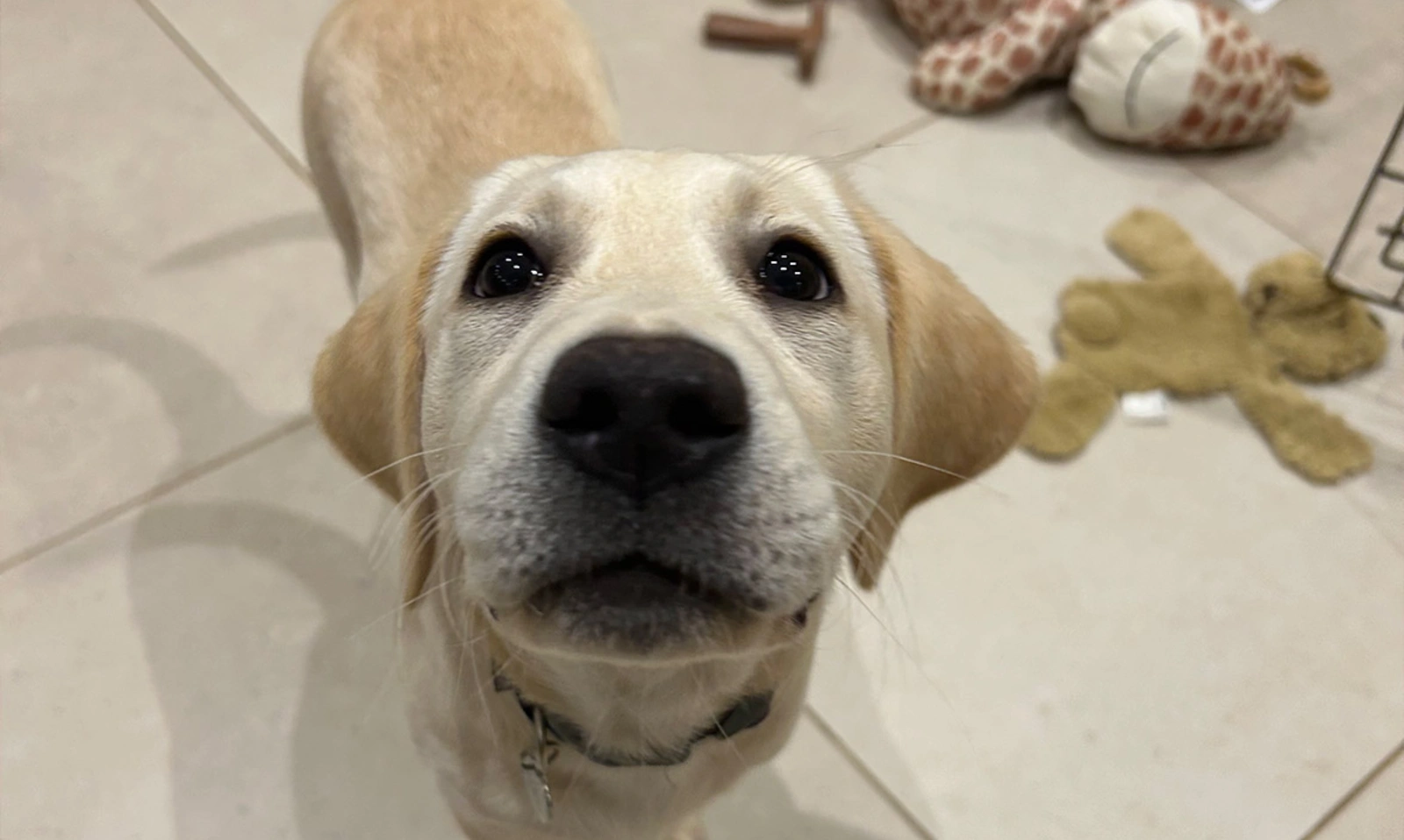 Yellow Labrador puppy looking up, nose is close to camera, toys on the floor in the background
