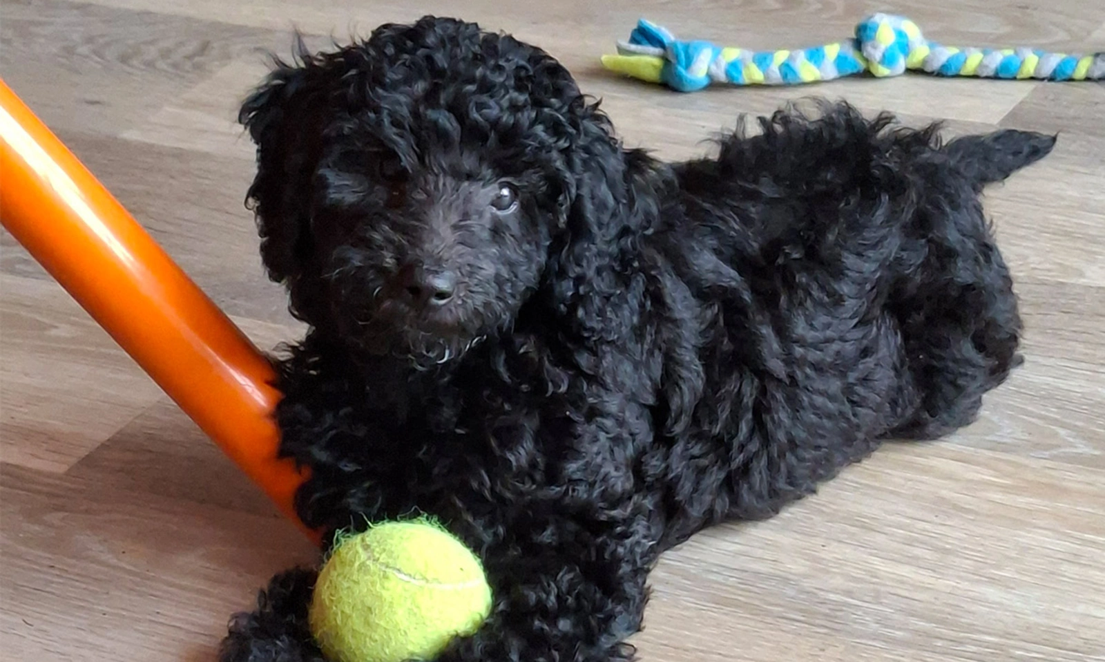 Black Miniature Poodle puppy laying down with tennis ball