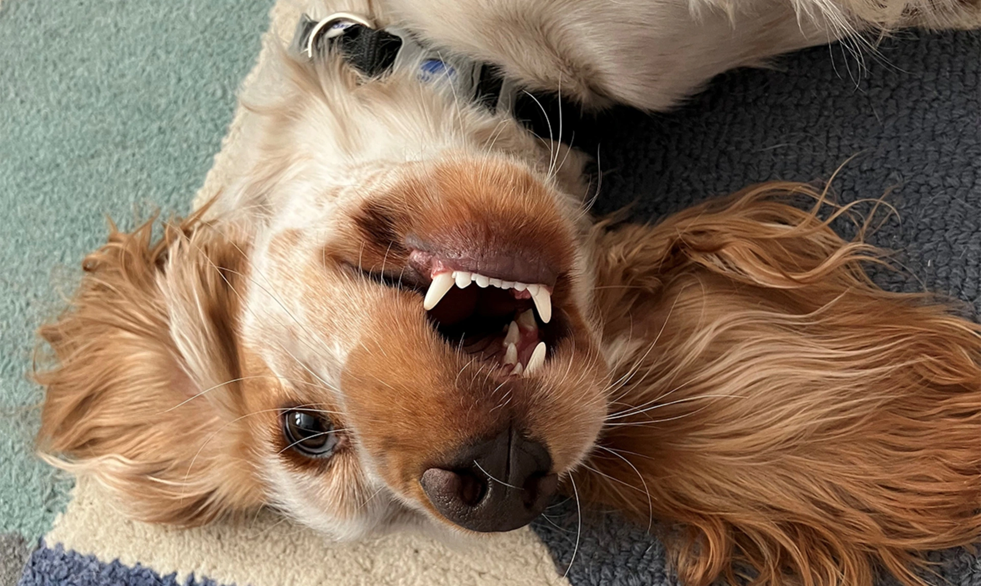 Orange roan spaniel laying upside down