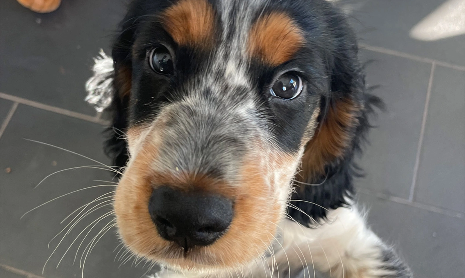 Black. white and tan spaniel puppy looking directly at camera