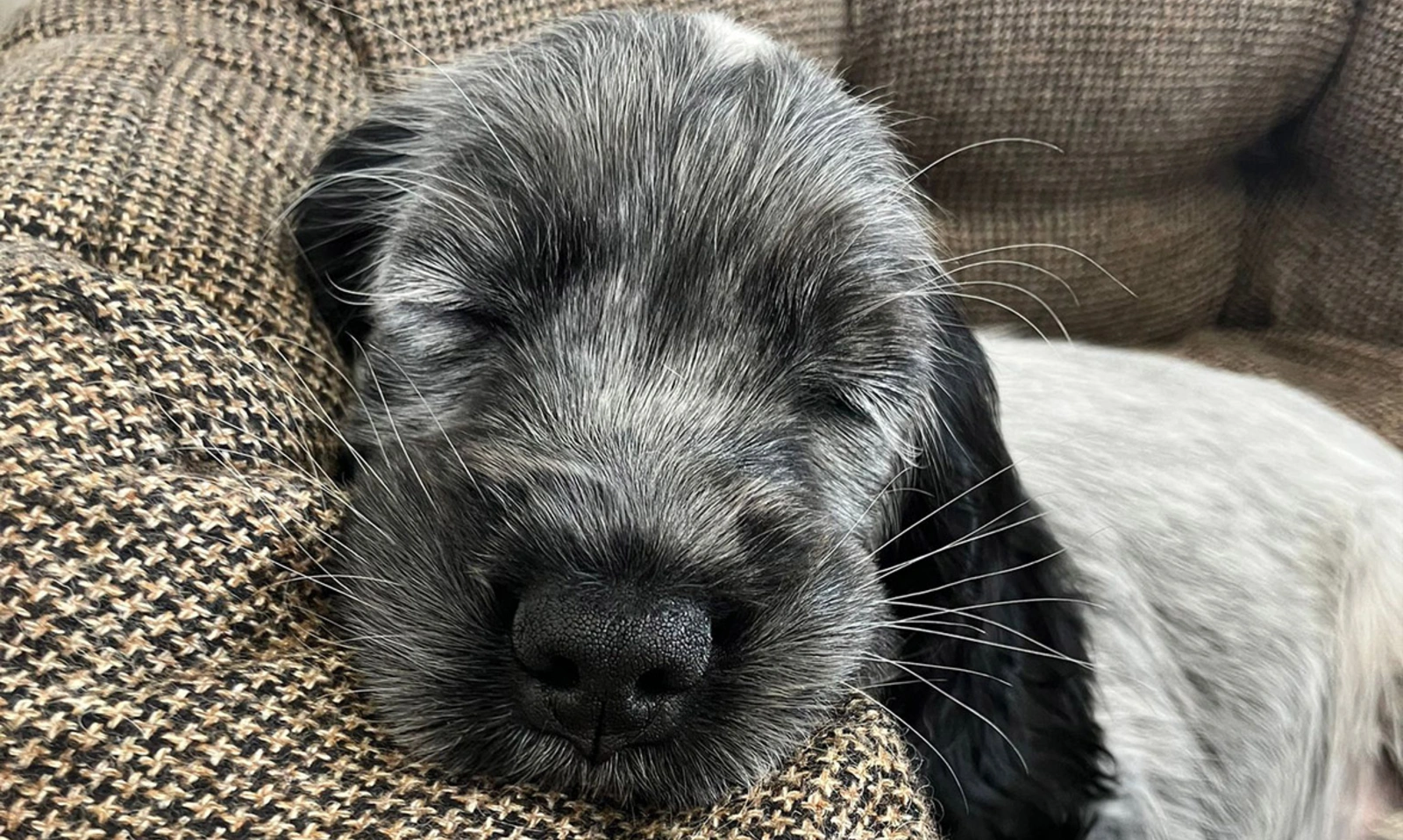 Blue roan spaniel puppy sleeping with head resting on dog bed
