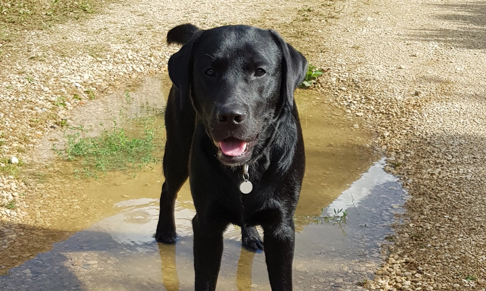 Black Labrador standing in puddle