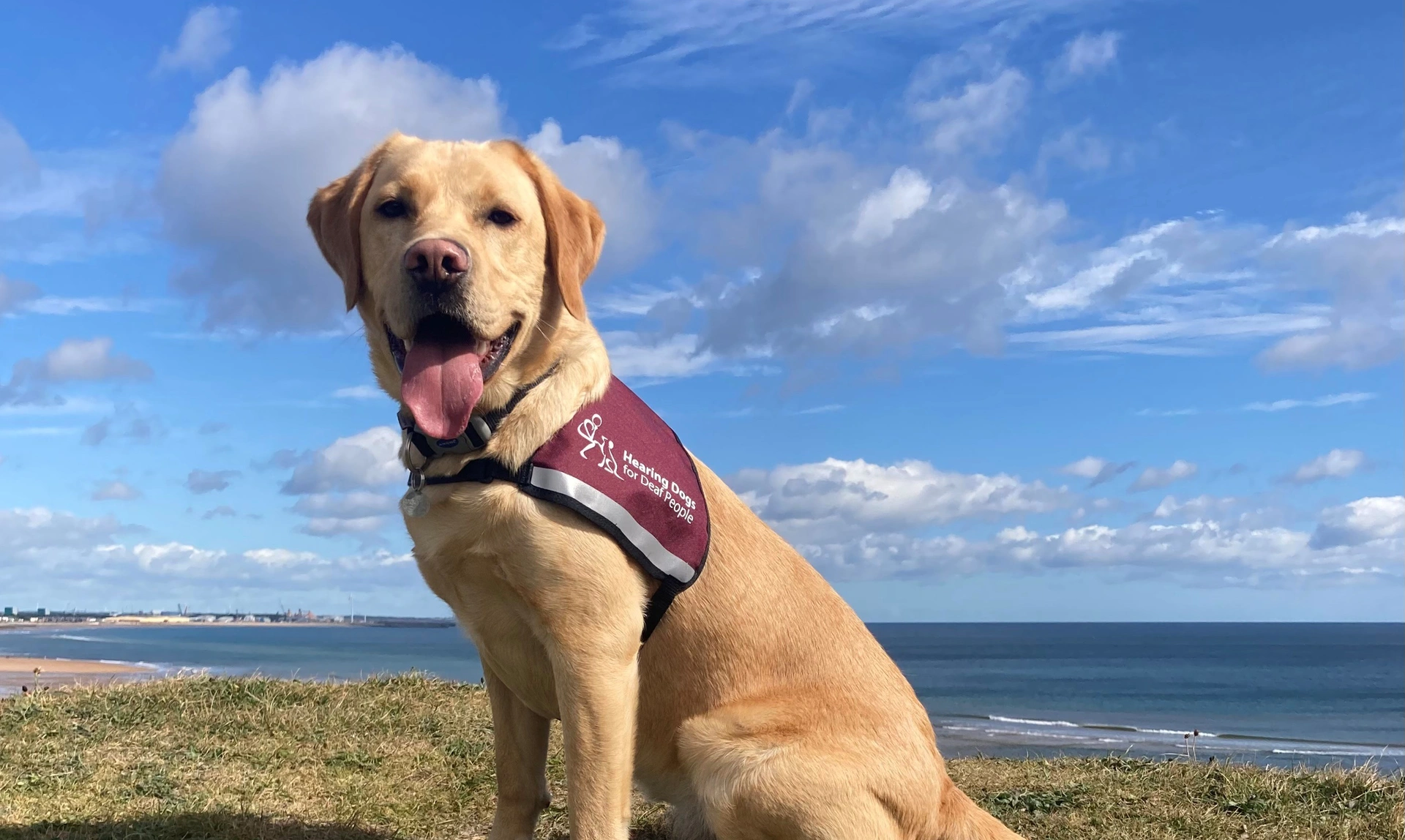 A light coloured labrador sitting on short grass against a backdrop of blue sky, clouds and sea in the distance.. He is wearing a burgundy hearing dogs jacket.