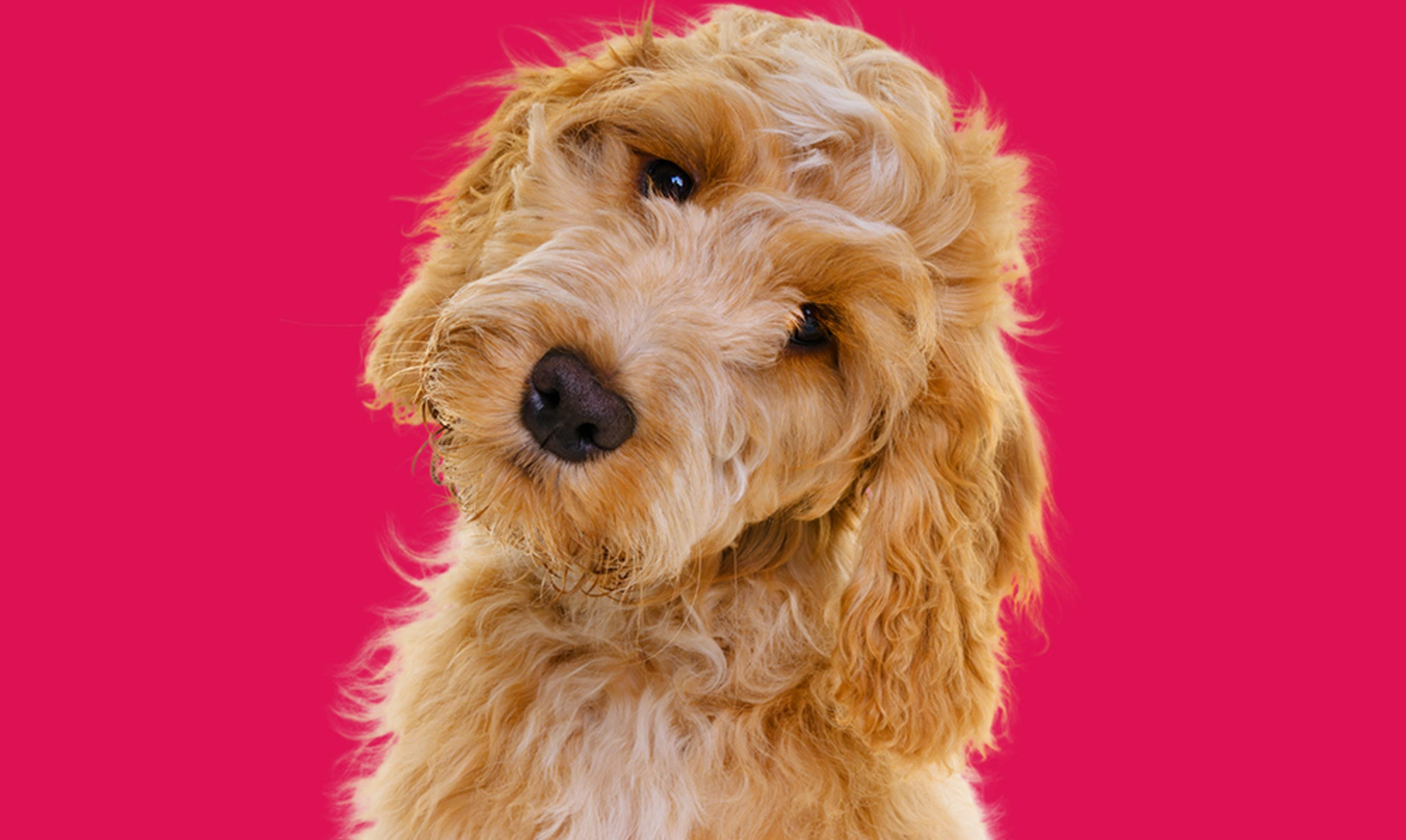 Cockapoo on pink background