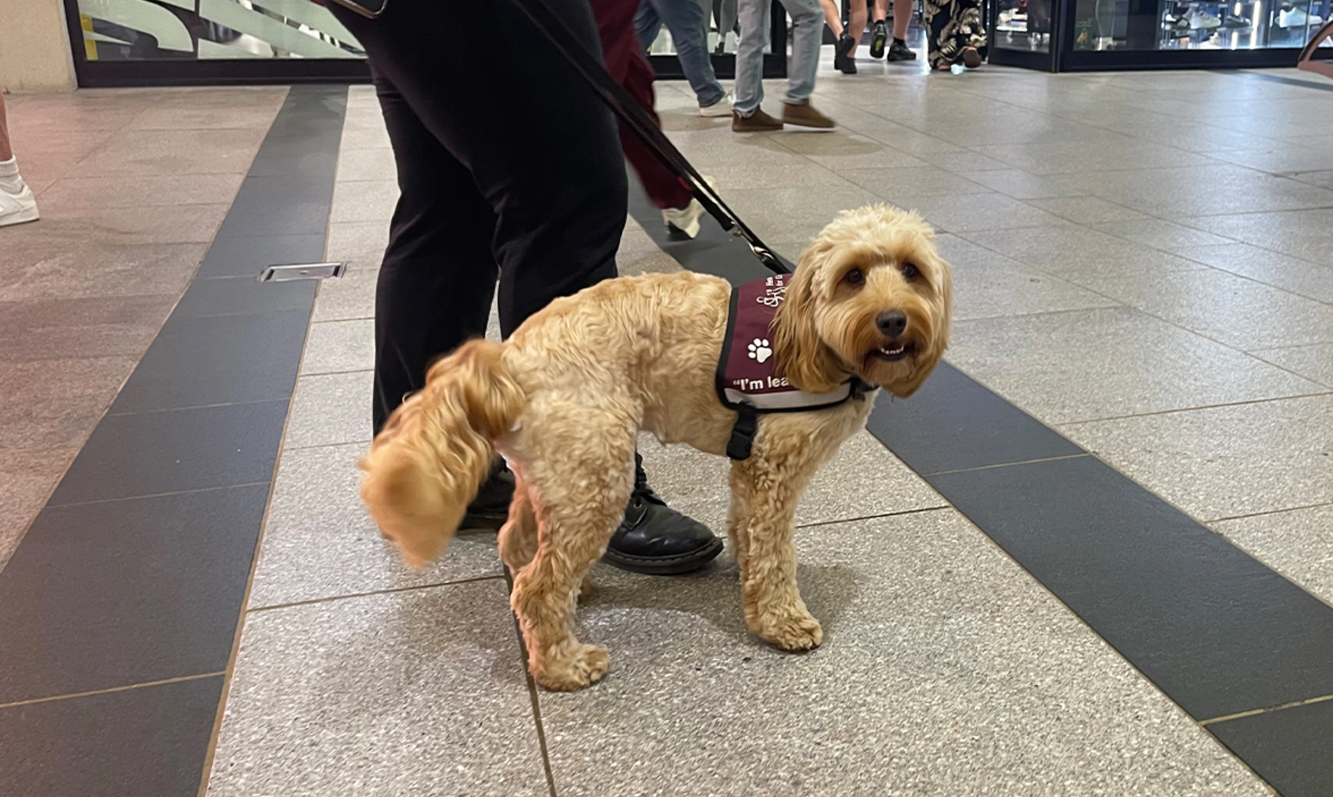 Golden Cockapoo standing in shopping centre wearing burgundy training jacket