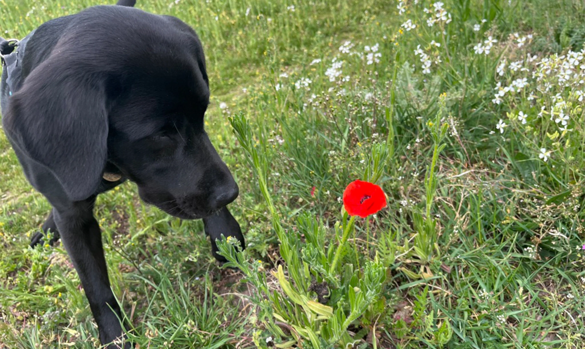 Black Labrador looking at a red flower growing in the grass