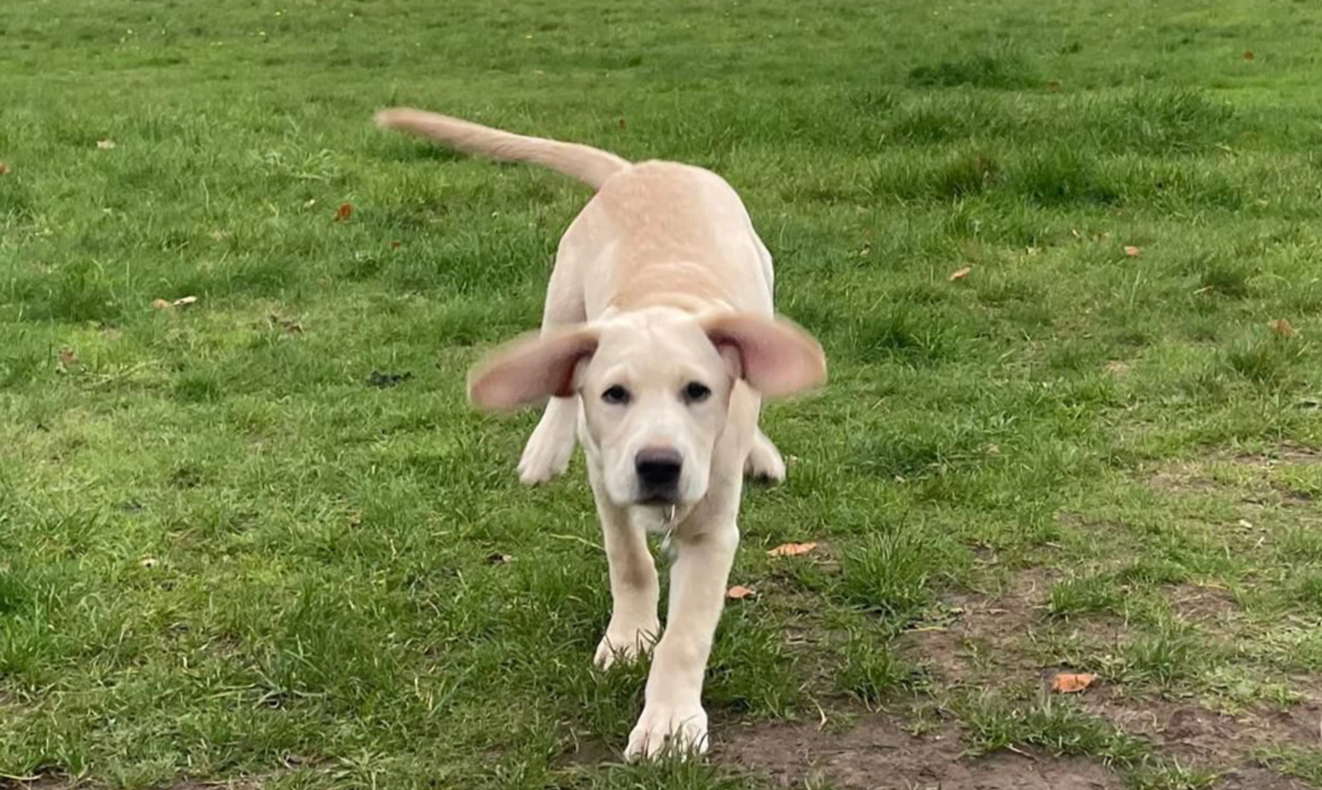Yellow Labrador puppy running through grass with ears flapping and tail up