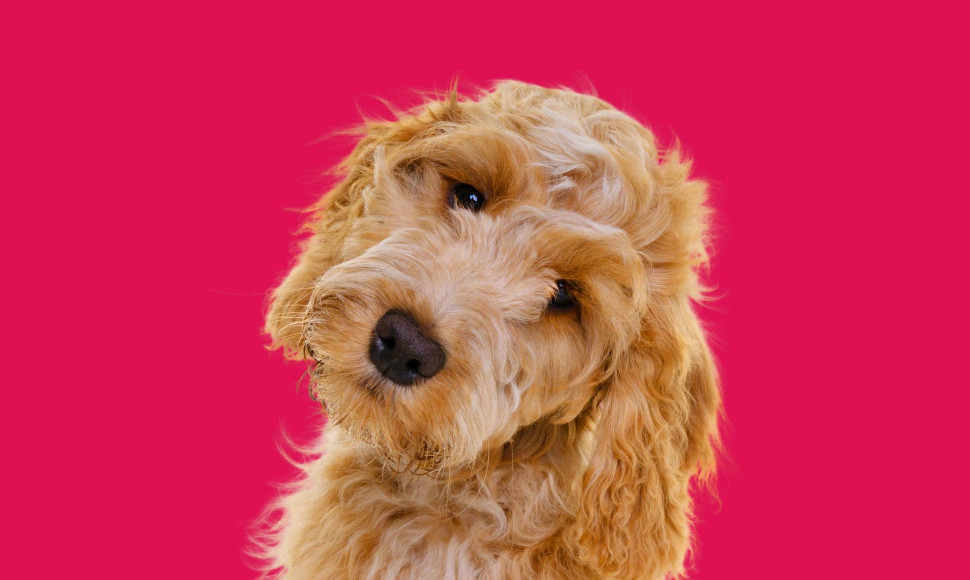 Light coloured Cockapoo with head tilted against a very pink background