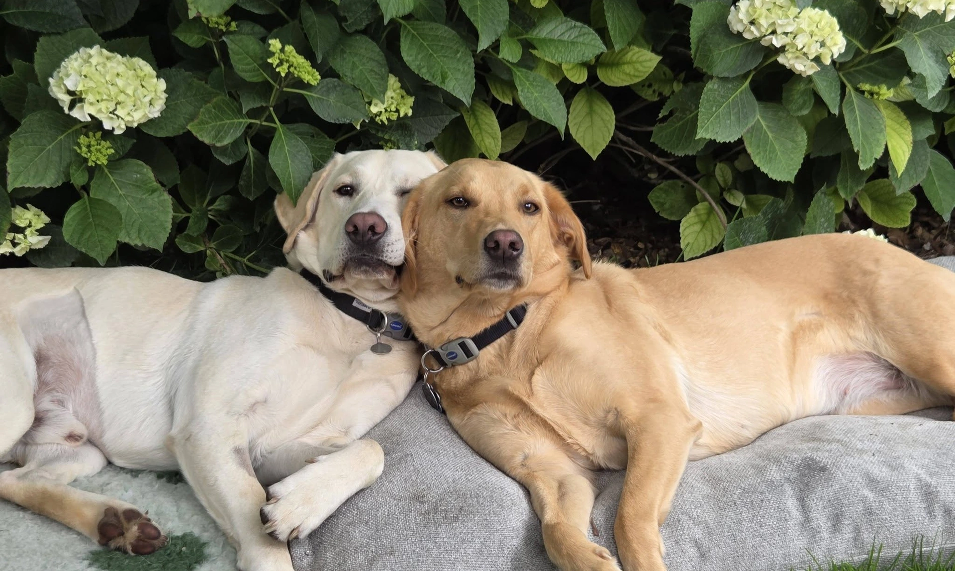 Two dogs sitting on a cool mat