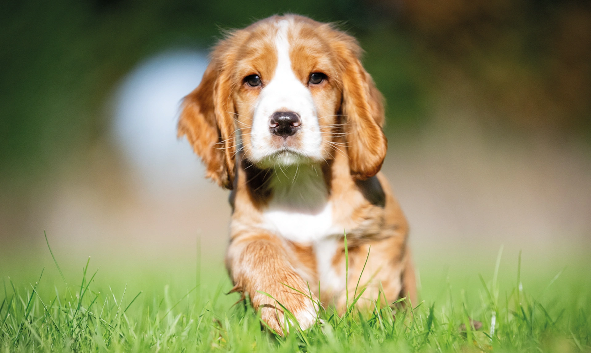 Toffee and white coloured cocker spaniel, running on grass. The background is blurred heavily.