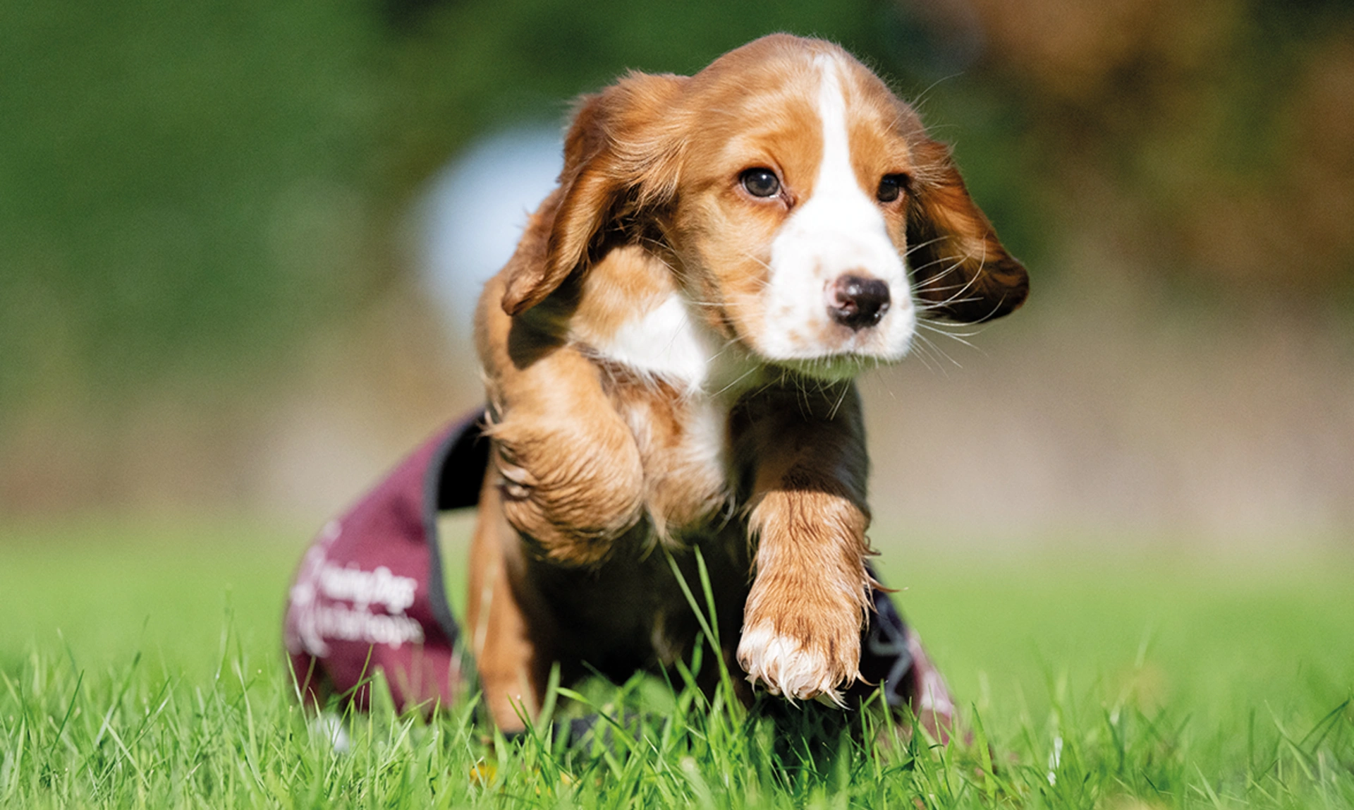 A cute pup, wearing an oversized hearing dogs jacket, playing on grass