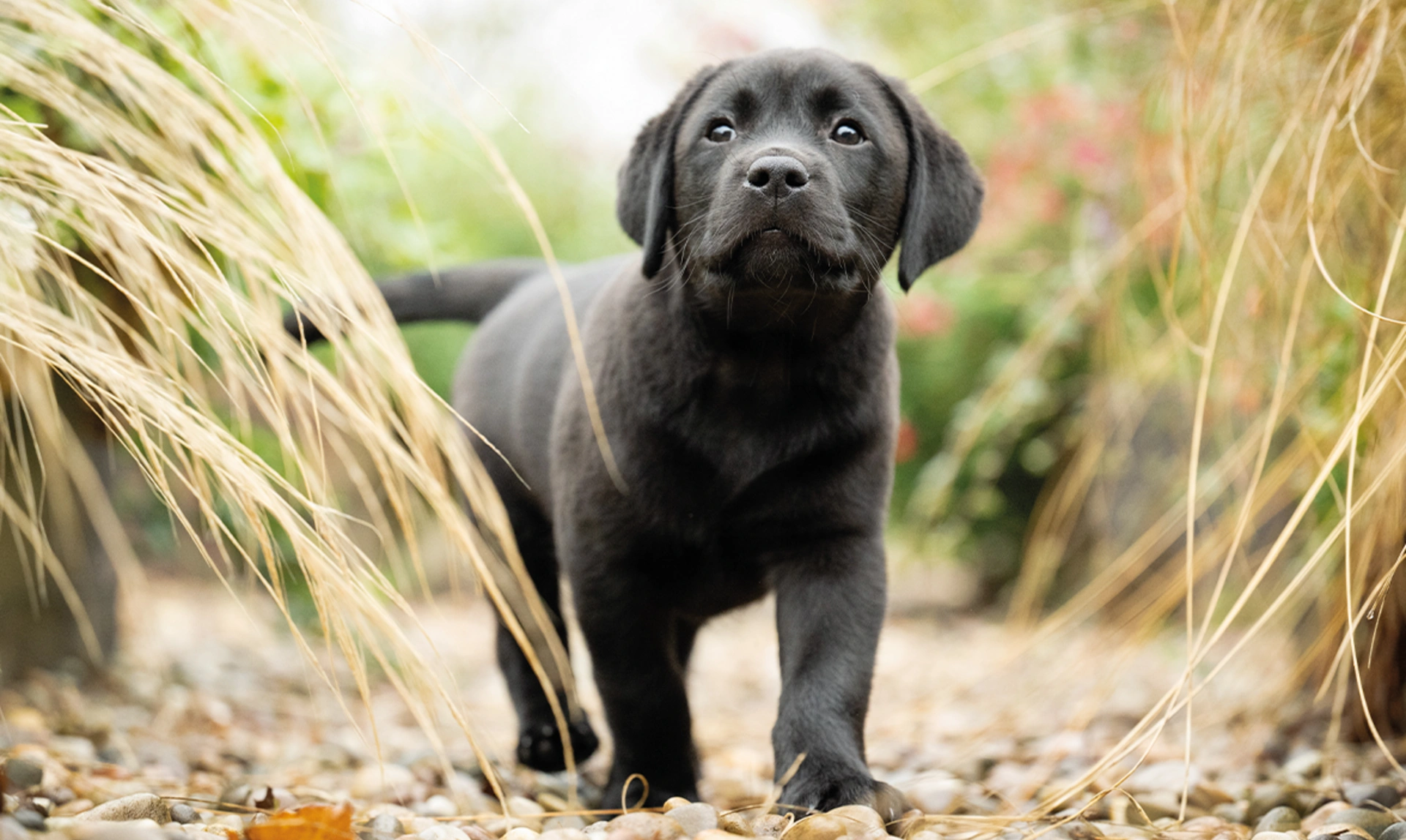 A tiny black Labrador puppy, Neville, walking on a stony ground, surrounded by leaves
