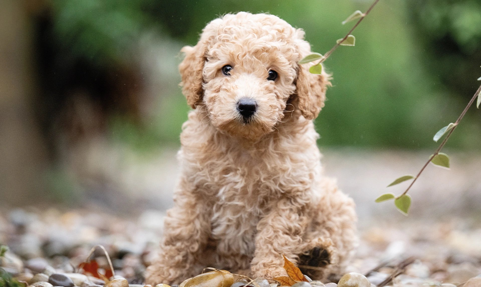 A light coloured, curly miniature poodle pup, sitting down on a gravel path