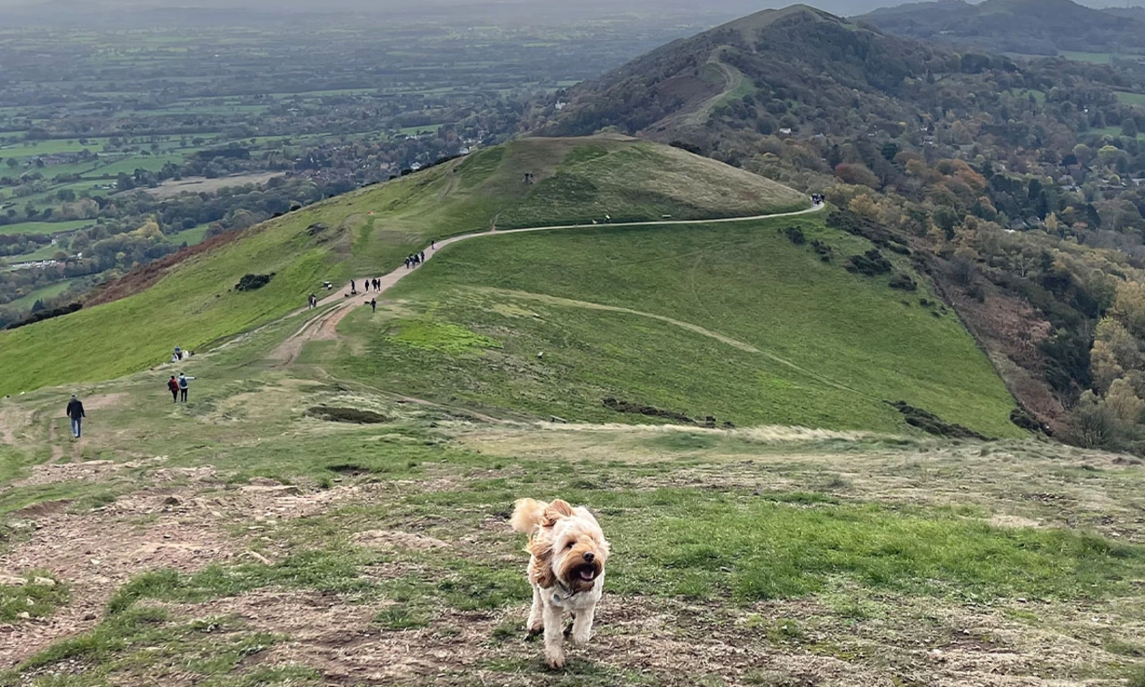 Apricot Cockapoo running through hills