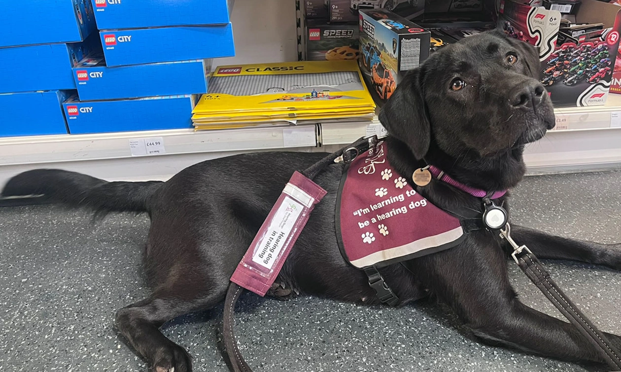Black Labrador wearing burgundy training jacket settling in shop