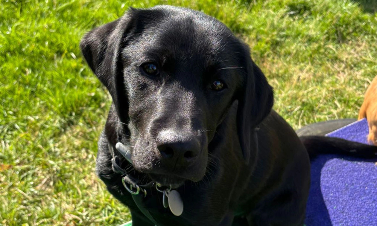 Black Labrador