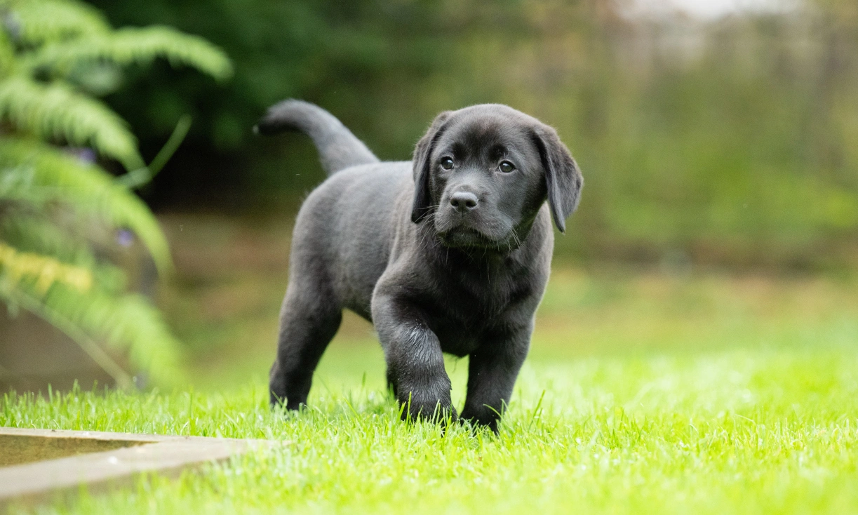A black labrador puppy walking on grass and looking off to the side.