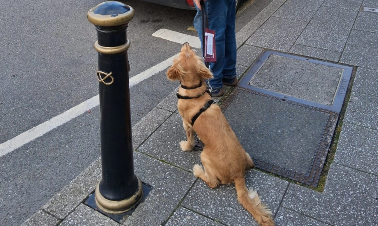 Golden spaniel sitting on high street pavement waiting patiently to cross road