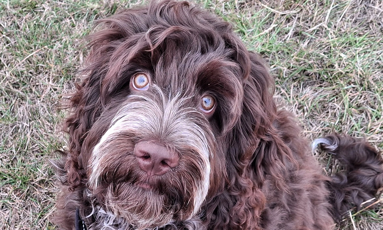 Chocolate Cockapoo