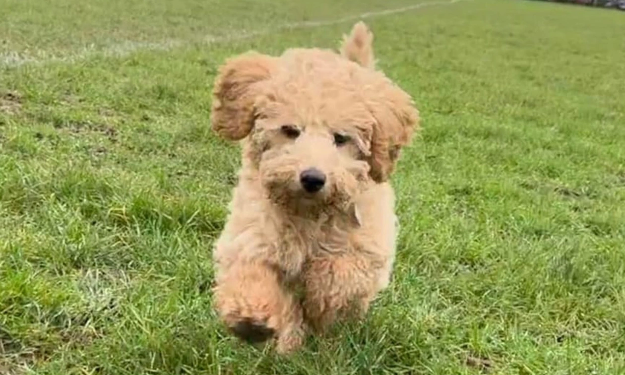 Red Miniature Poodle puppy running through grass