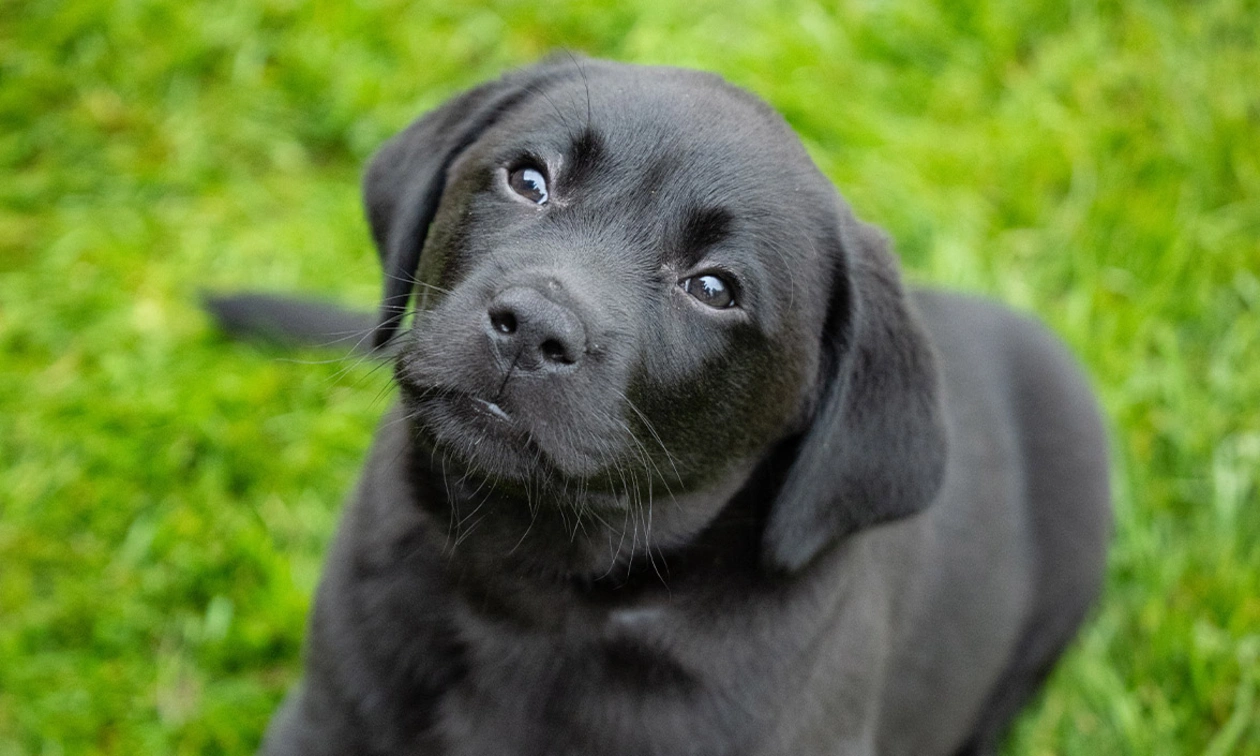 Black Labrador pup sitting on grass