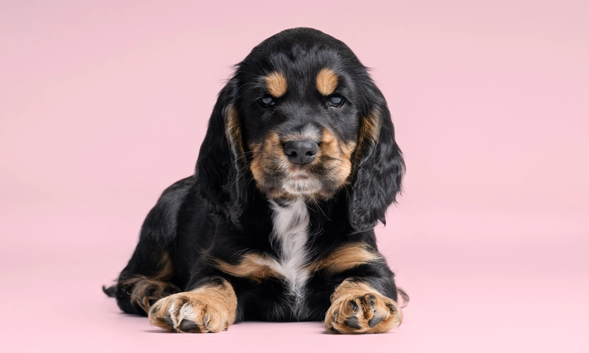 Black and tan Cocker Spaniel puppy laying down against pink studio background looking directly at the camera