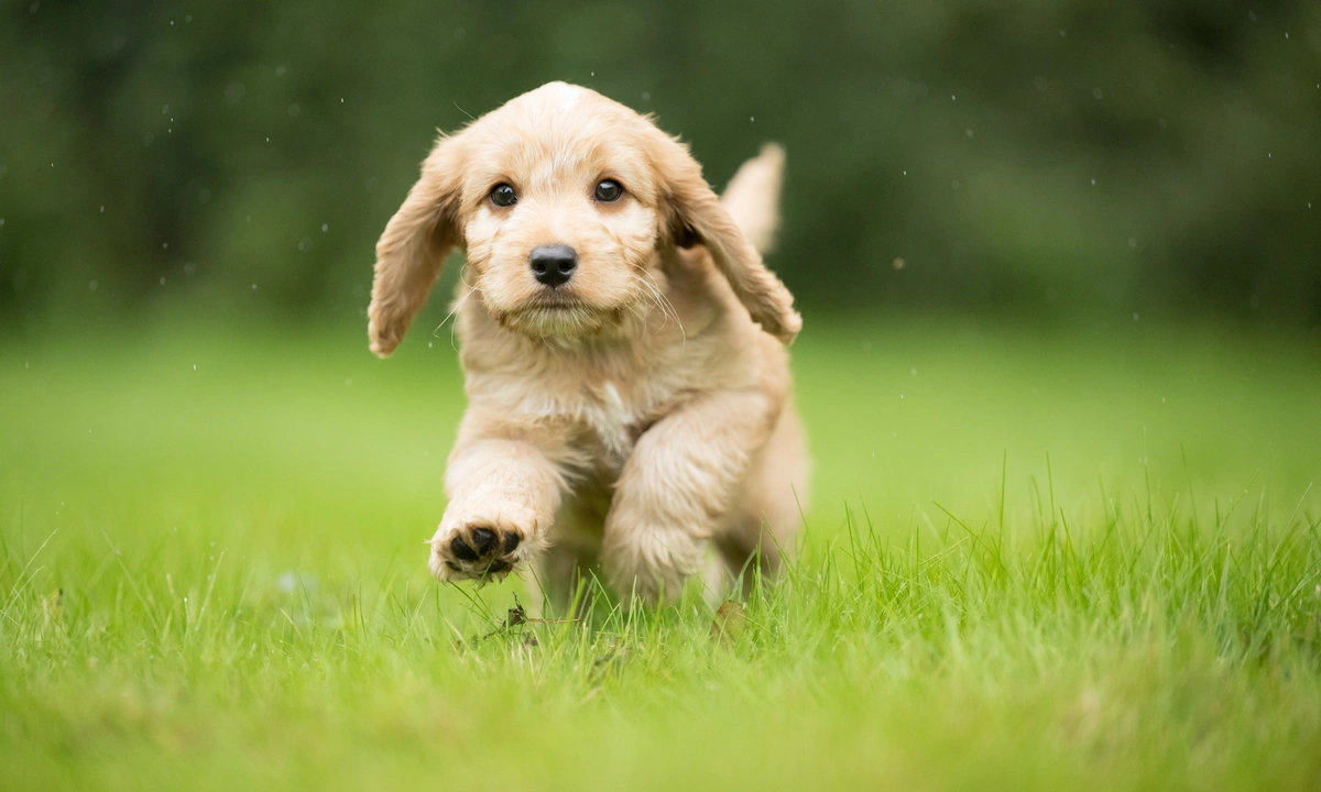 Hearing Dogs play the lottery dog jumping in field
