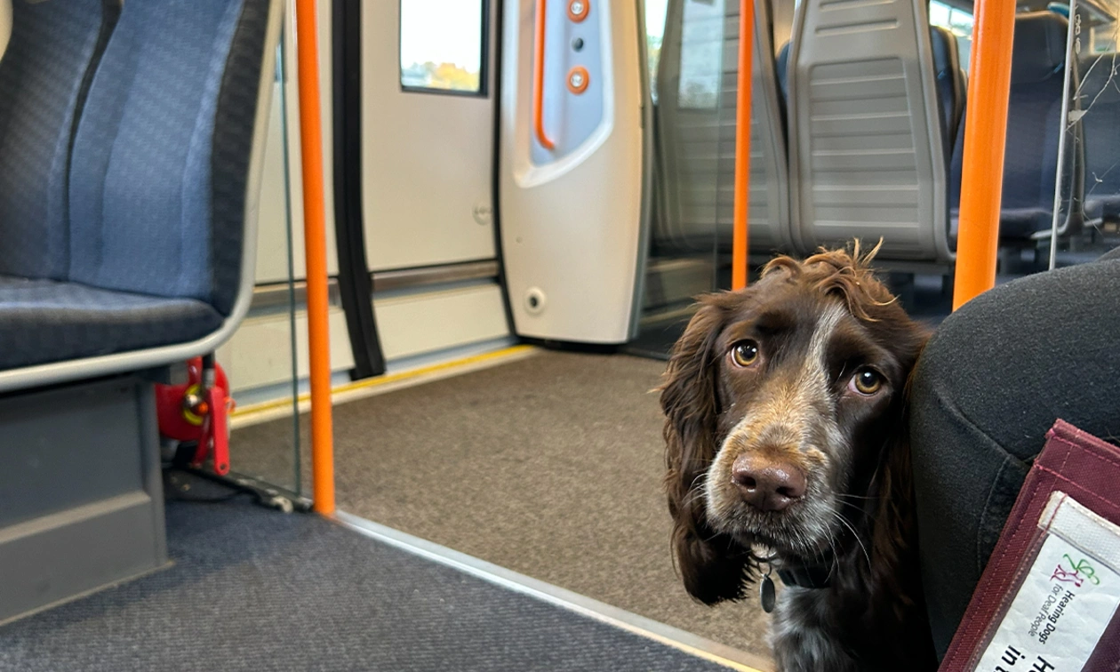 Chocolate roan spaniel sitting on train
