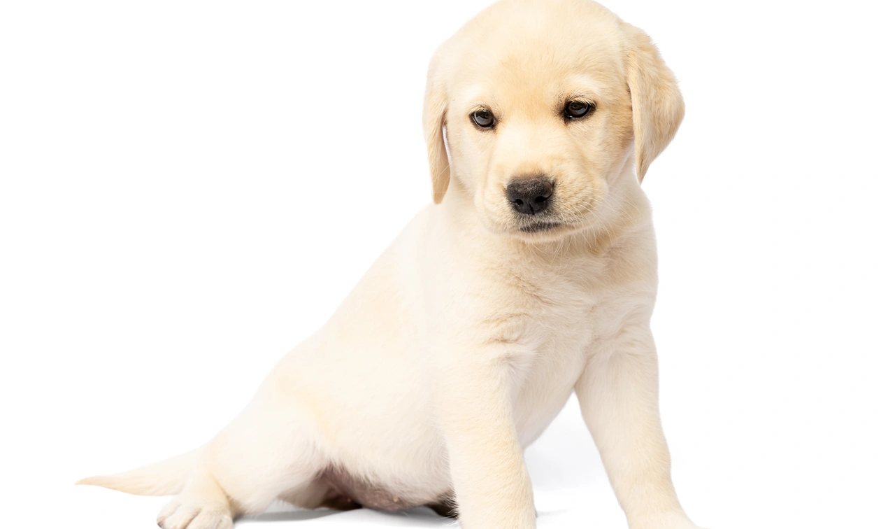 Yellow labrador puppy