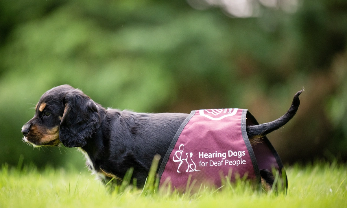 Piper hearing dog