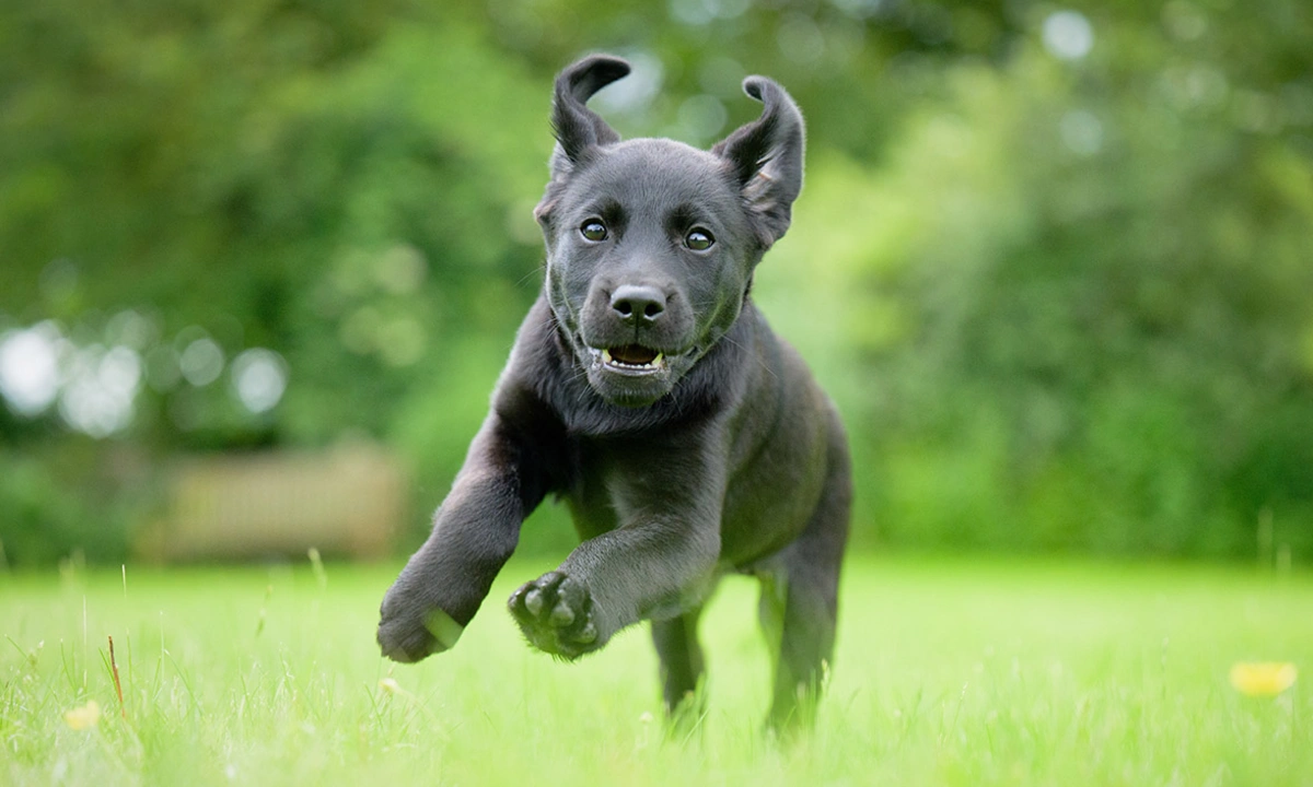 Black Labrador puppy running through grass