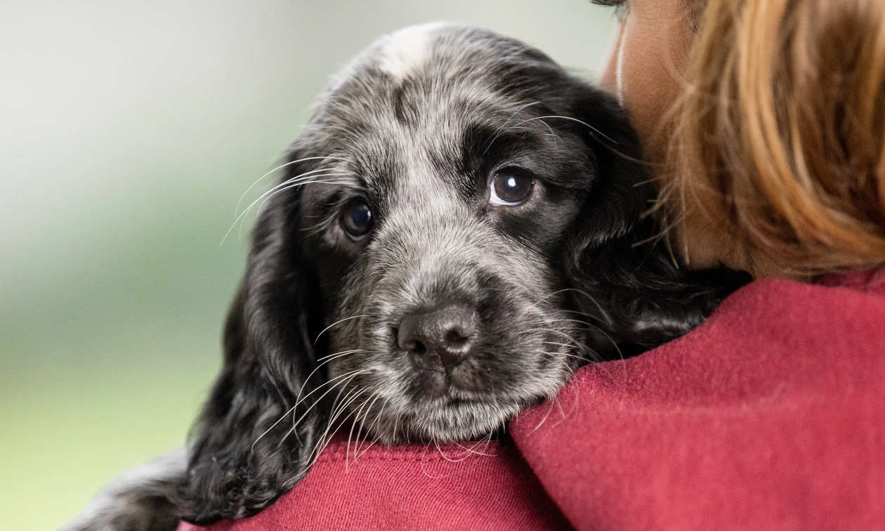 Sponsor puppy Cindy with her head resting over a womans shoulder