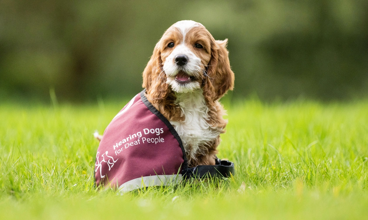 Cockapoo pup Dobby sitting on grass wearing a too large hearing dogs vest,